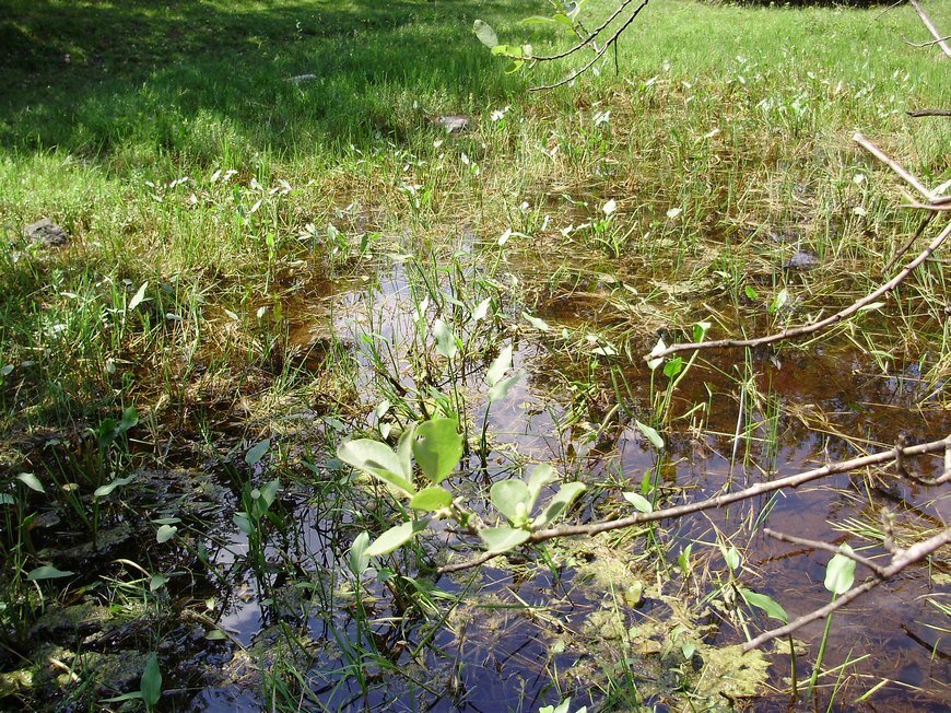 Rana dalmatina e suo habitat
